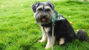 9 Up-and-Coming Small-Cap Stocks to Watch: PetQ