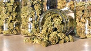 CRON stock: Glass jars filled with medicinal cannabis