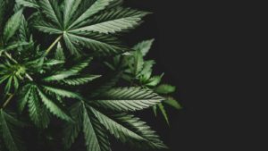 30 Marijuana Stocks to Buy as the Future Turns Green